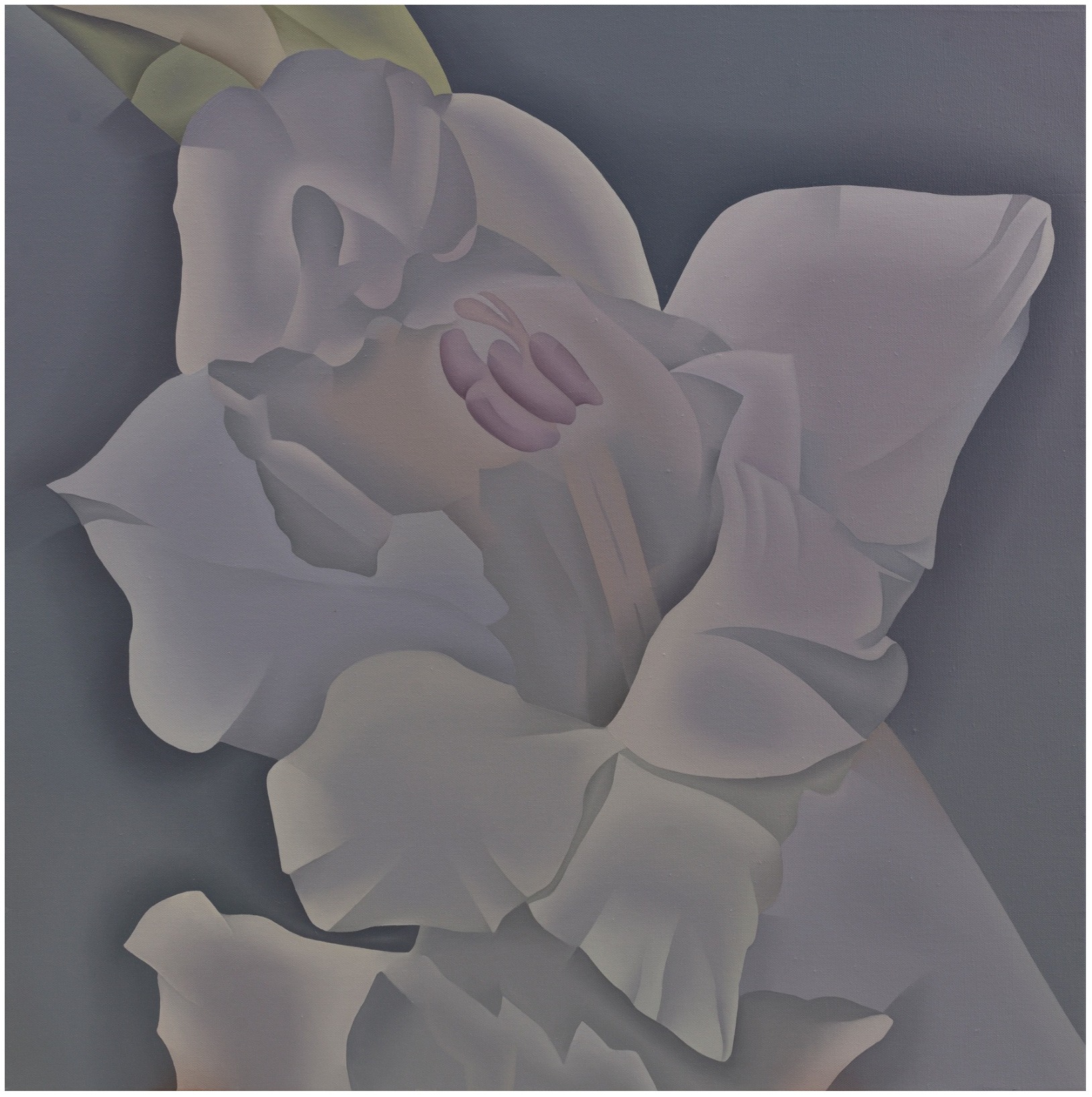 相遇与凝视《唐菖蒲》