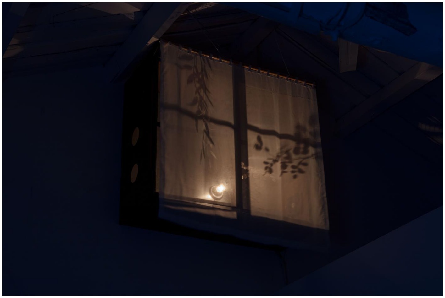 寻找蛤蟆草《夏夜晚风》