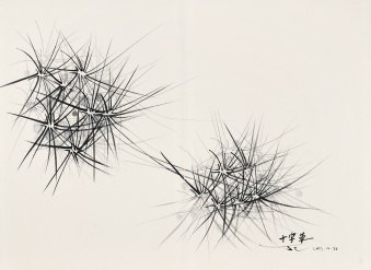 十字草No.2