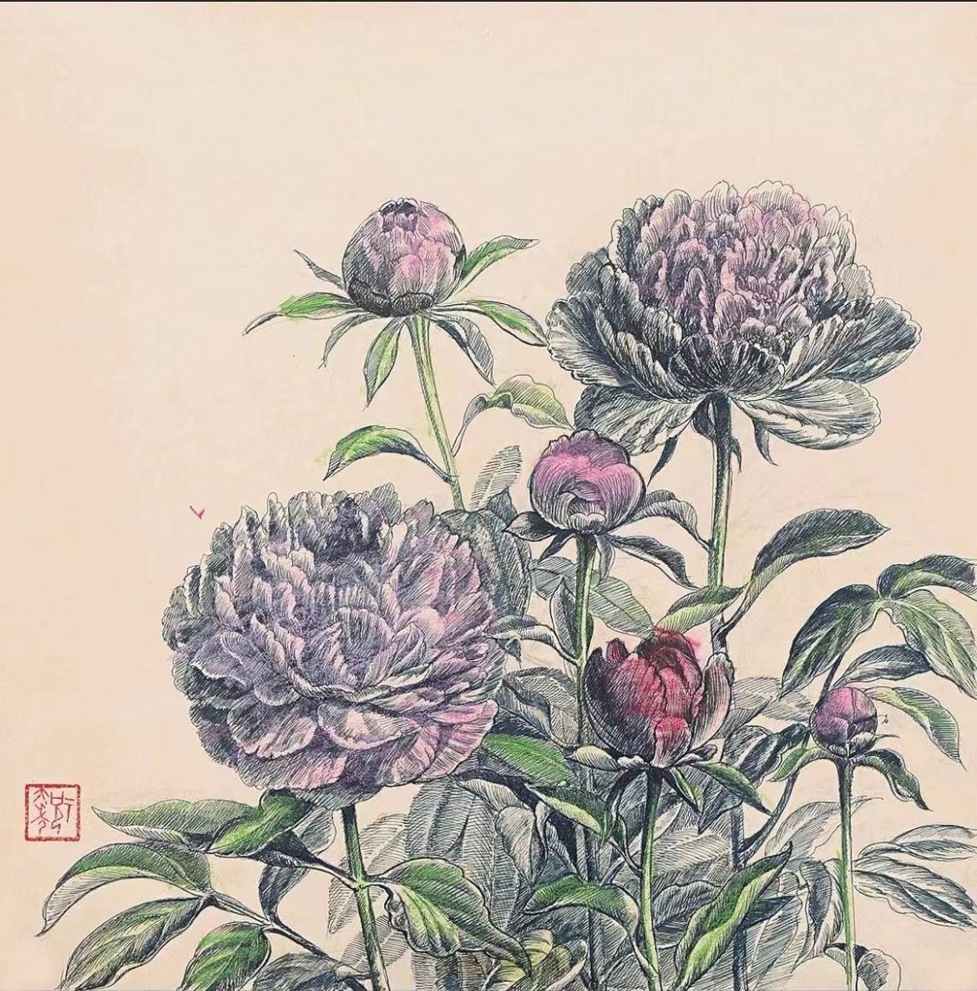 牡丹